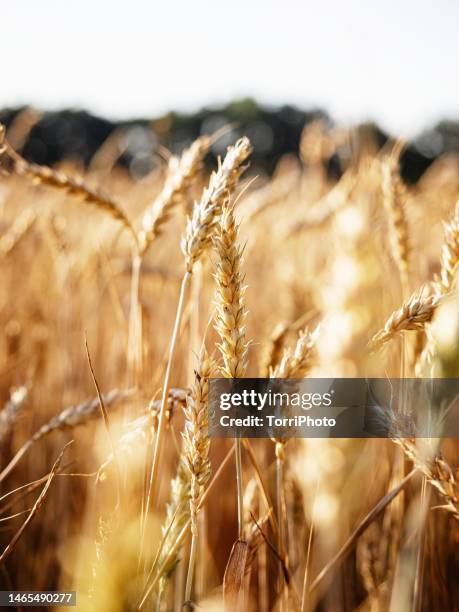 a field of golden wheat in sunlight - ear of wheat stock pictures, royalty-free photos & images