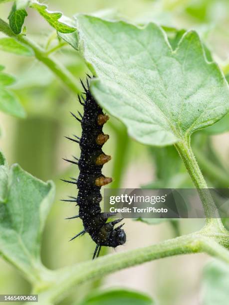 black caterpillar of european peacock butterfly on green leaf - caterpillar stock-fotos und bilder