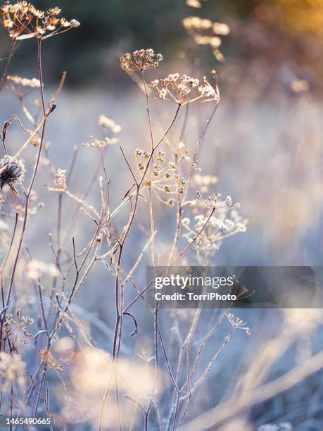 close-up fragile dried meadow plants covered with hoarfrost against blue blurred background - autumn frost stock pictures, royalty-free photos & images