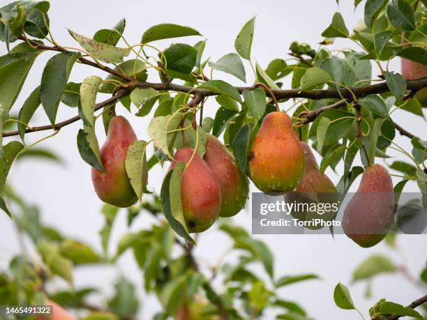 close-up branch with ripe wet pears in garden after rain - perenboom stockfoto's en -beelden