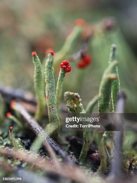 stems of green moss-like lichens cladonia - lichen formation stock pictures, royalty-free photos & images