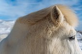 Closeup of a white horse with snow-covered mountains in the background