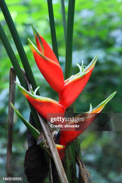 heliconia pendula flower - colombia flowers stock pictures, royalty-free photos & images