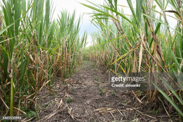 champs de canne à sucre - sugar cane field photos et images de collection