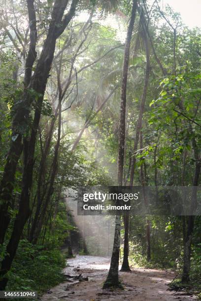 footpath in forest - magdalena department colombia stock pictures, royalty-free photos & images