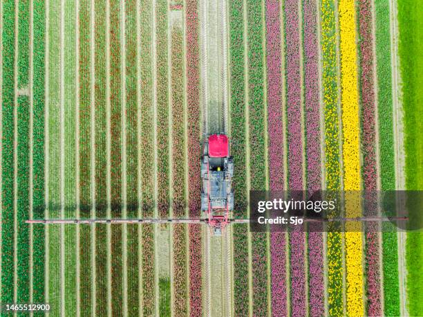 agricultural weed sprayer in a field of tulips growing during springtime seen from above - drone agriculture stock pictures, royalty-free photos & images