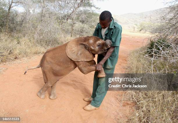 Five month old orphaned elephant called 'Tembo' plays with his keeper Thomas Chalice who has nutured the elephant at Tony Fitzjohn's Mkomazi rhino...