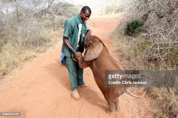 Five month old orphaned elephant called 'Tembo' plays with his keeper Thomas Chalice who has nutured the elephant at Tony Fitzjohn's Mkomazi rhino...