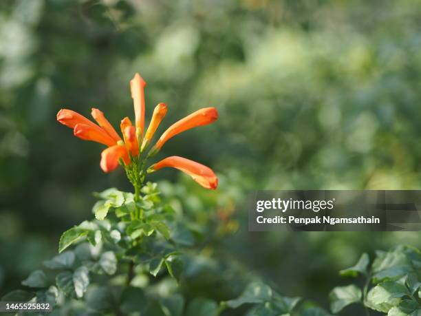 pyrostegia venusta, bignoniaceae, orange trumpet, flame flower, fire-cracker vine orange flower on burred of nature background in garden tips of the five petals are shaped in a long strip and curled back - firecracker vine stock pictures, royalty-free photos & images