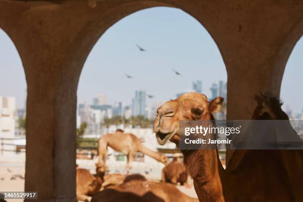 camel against modern urban skyline - doha stock pictures, royalty-free photos & images
