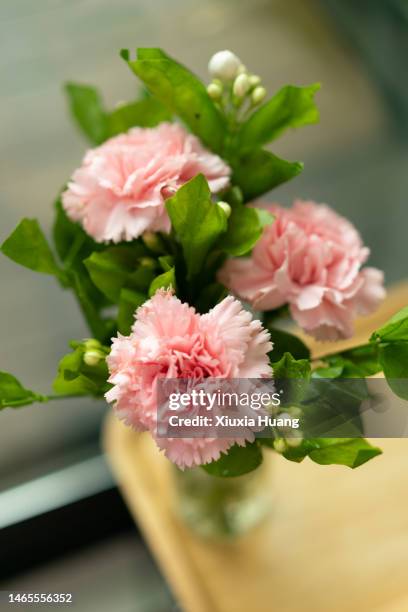 pink carnation - carnation flower stock pictures, royalty-free photos & images