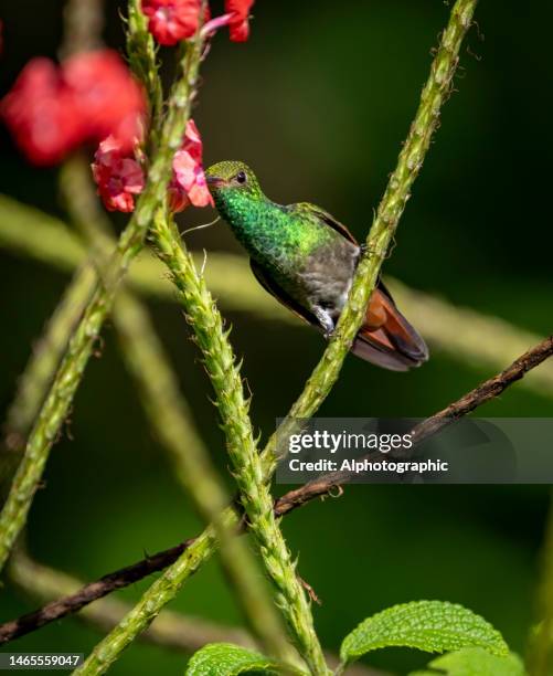 rotschwanzkolibri füttert in costa rica - braunschwanzamazilie stock-fotos und bilder