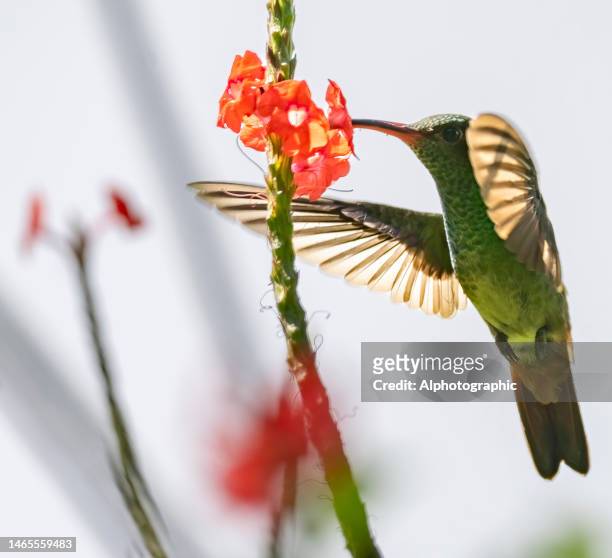 rotschwanzkolibri füttert in costa rica - braunschwanzamazilie stock-fotos und bilder