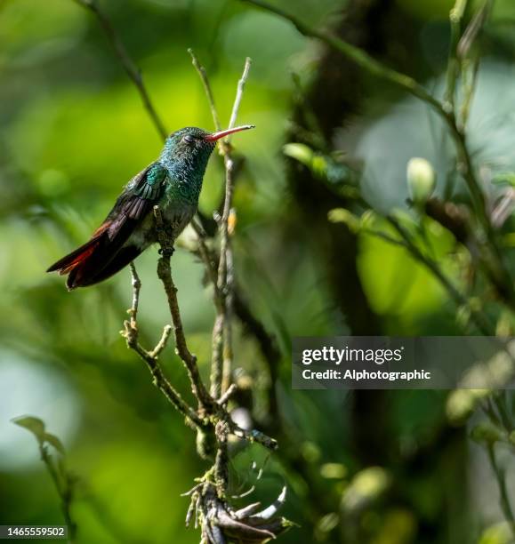 rotschwanzkolibri auf einem ast in costa rica - braunschwanzamazilie stock-fotos und bilder