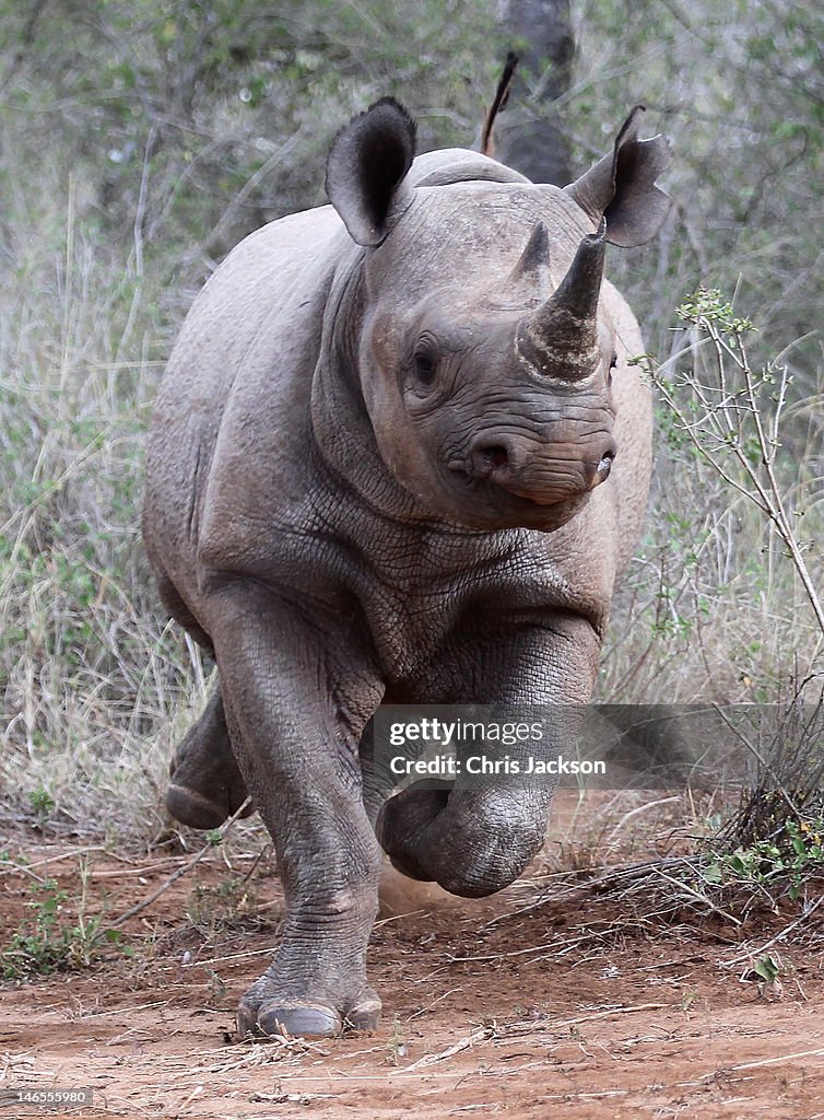 Top Rwino What Is A Male Rhino Called? : Here are our top 10 facts about rhinos ...