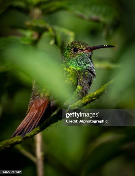 rotschwanzkolibri auf einem ast in costa rica - braunschwanzamazilie stock-fotos und bilder