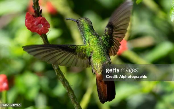 rotschwanzkolibri füttert in costa rica - braunschwanzamazilie stock-fotos und bilder