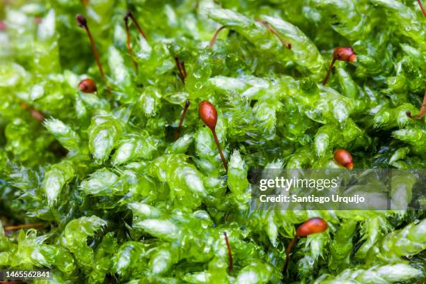 close-up of moss sporophytes - prothallium stock pictures, royalty-free photos & images