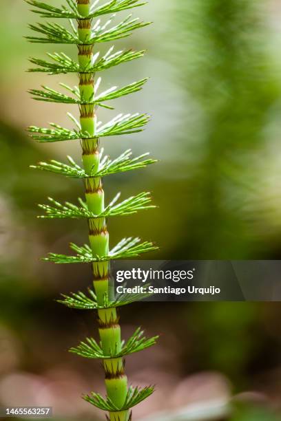 close-up of common horsetail (equisetum arvense) - ackerschachtelhalm stock-fotos und bilder