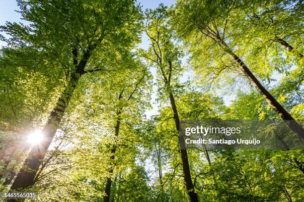 sunbeams piercing a beech forest in spring - tree trunk wide angle stock pictures, royalty-free photos & images