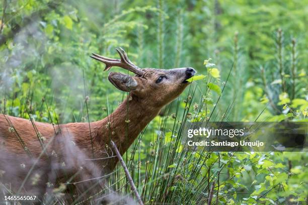 male roe deer feeding on a birch tree - roe deer female stock pictures, royalty-free photos & images