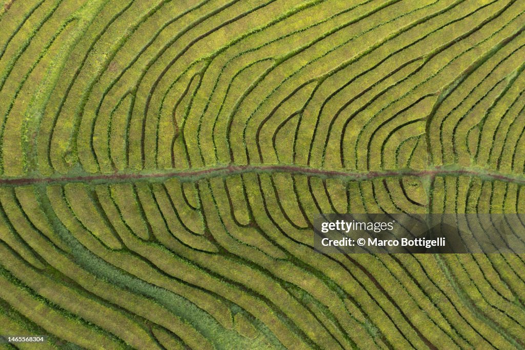 Aerial view of tea plantation in Sao Miguel, Azores