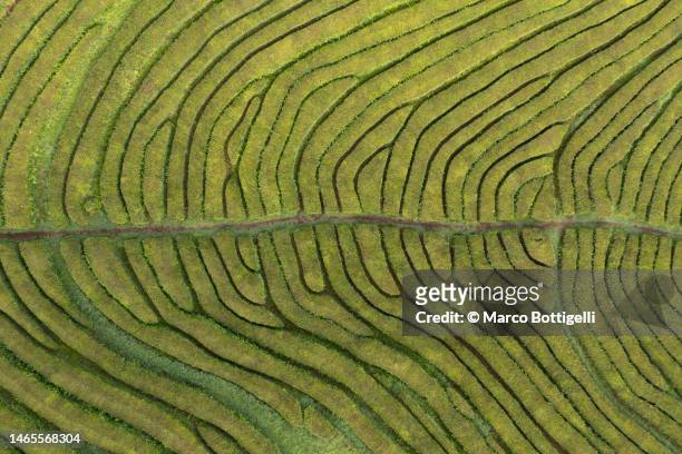 aerial view of tea plantation in sao miguel, azores - atlantic islands stock pictures, royalty-free photos & images