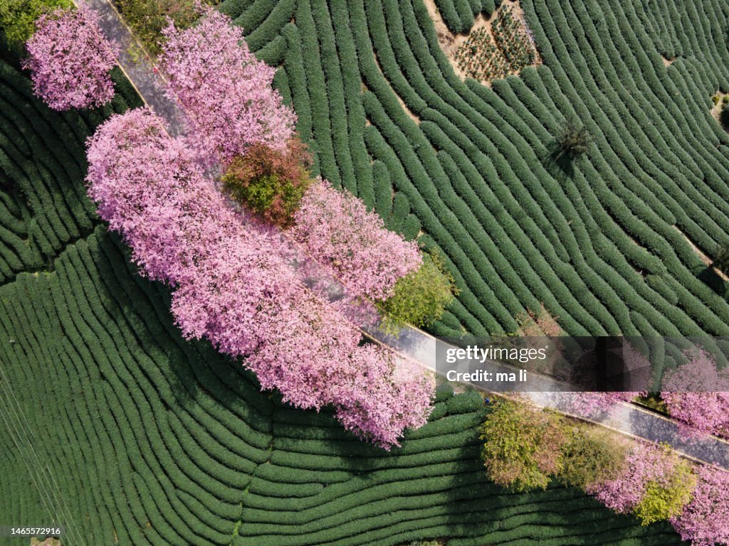 Aerial view of the cherry blossom path in the tea garden