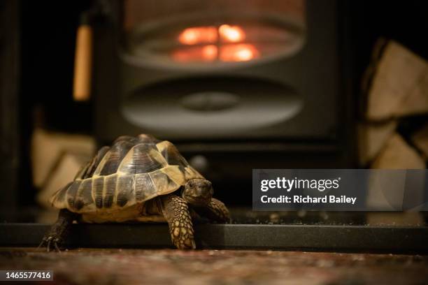 tortoise warming itself in front of a fireplace - hibernation stock pictures, royalty-free photos & images