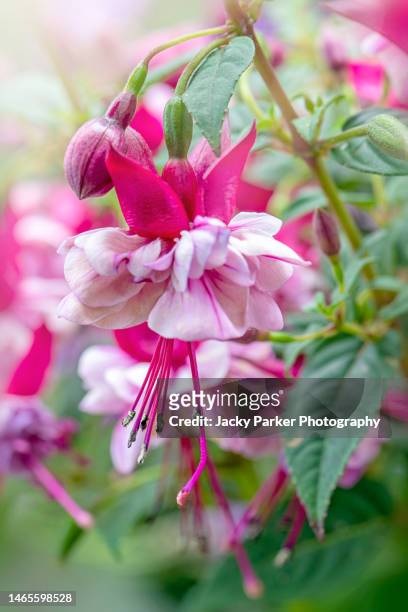 close-up image of a single pink and white double fuchsia flower in soft sunshine - fuchsia flower stock pictures, royalty-free photos & images