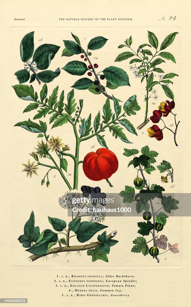 History of the Plant Kingdom, Victorian Botanical Illustration, Plate 24, Circa 1853
