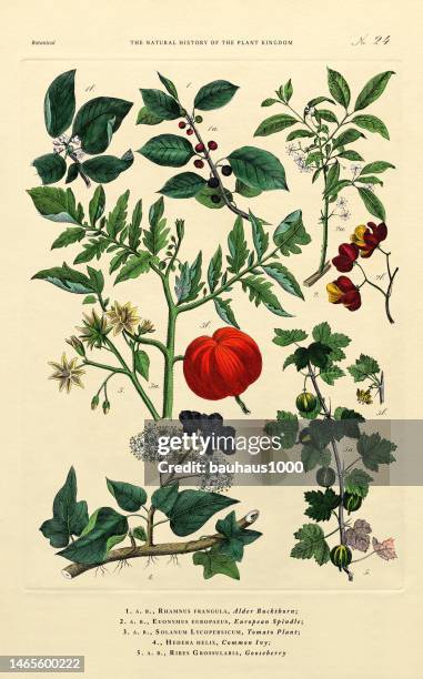 history of the plant kingdom, victorian botanical illustration, plate 24, circa 1853 - gooseberry stock illustrations