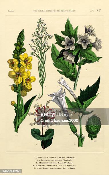 ilustrações, clipart, desenhos animados e ícones de história do reino vegetal, ilustração botânica vitoriana, placa 22, circa 1853 - campanula liliaceae