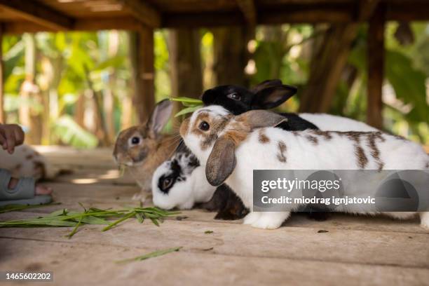 Farmlands Rabbits 2,952 Farm With Rabbits Stock Photos, High-Res Pictures, and Images ...