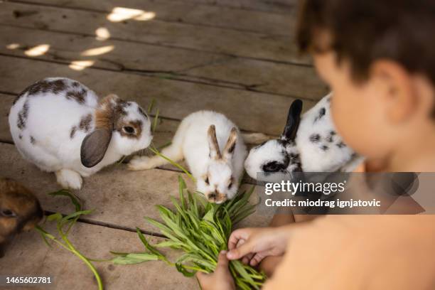 Baby Rabbit Feeding Photos and Premium High Res Pictures - Getty Images