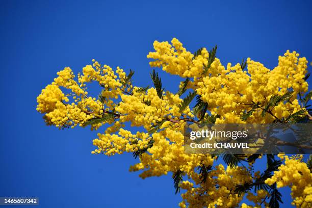 mimosa blossom - acacia tree fotografías e imágenes de stock