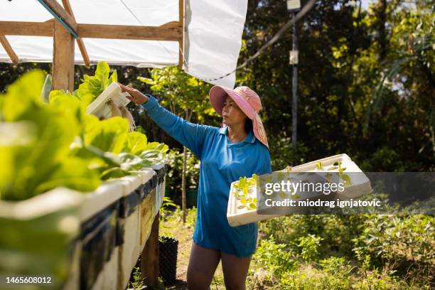 journée de travail à la ferme biologique - activité agricole photos et images de collection
