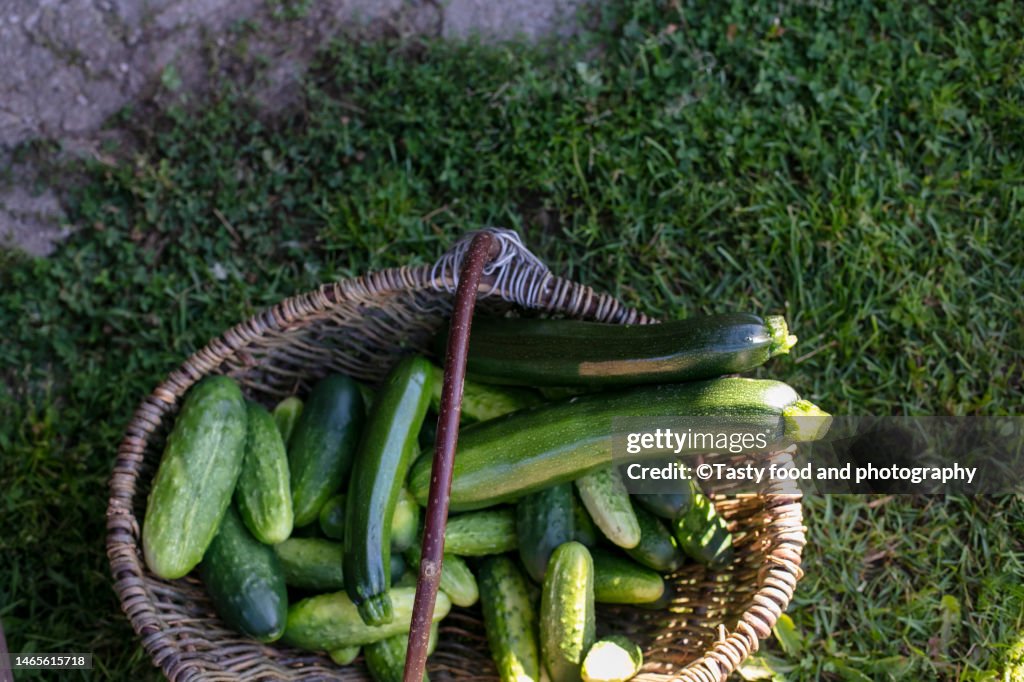 Freshly picked cucumbers and zucchini in the basket