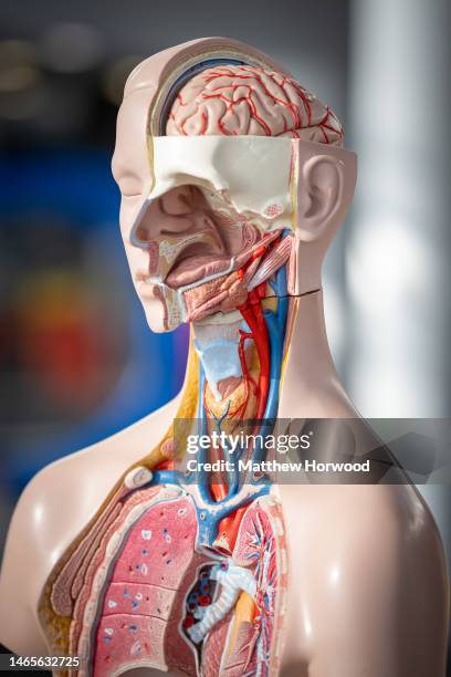 An anatomical representation of the human body showing the head, neck and chest on February 7, 2023 in Cardiff, Wales.