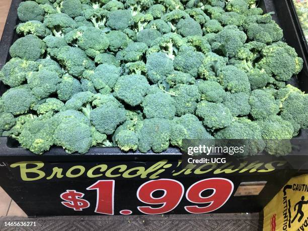 Fresh Broccoli crowns on display in produce department of Wegmans grocery store, Boston, Massachusetts.