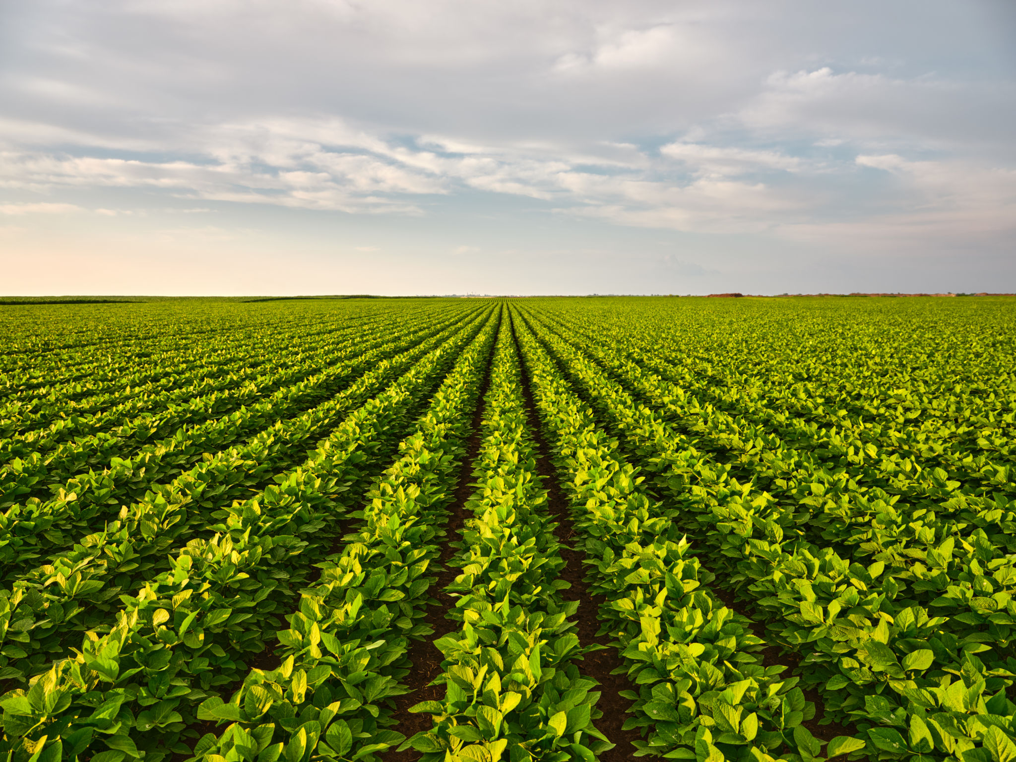 cover crops field