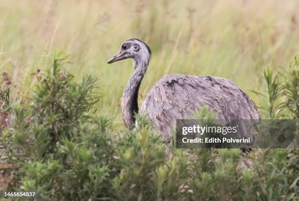 ñandú
rhea americana 
greater rhea - flightless bird fotografías e imágenes de stock