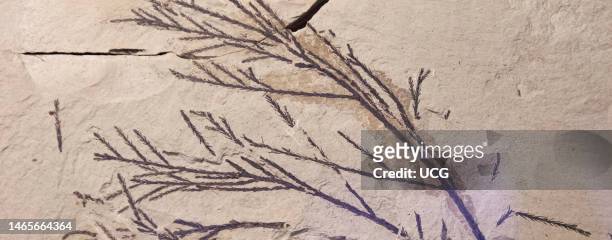 Glyptostrobus, Japanese Cedar from Klondike Mountain Formation Fossil Beds, Republic Washington. From Collection of Stonerose Interpretive Center....