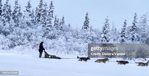 hunderennen vorqualifikationsrennen für das iditarod-rennen in alaska. hunde rasen draußen im schnee - iditarod stock-fotos und bilder