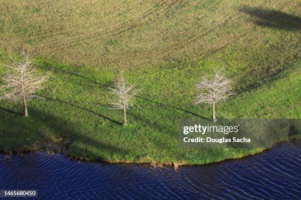 trimmed grass near the shore of the pond - lake nona orlando stock pictures, royalty-free photos & images