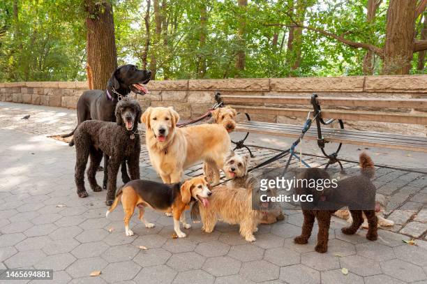Various breeds of dog being walked on the Upper West Side, New York City, USA.