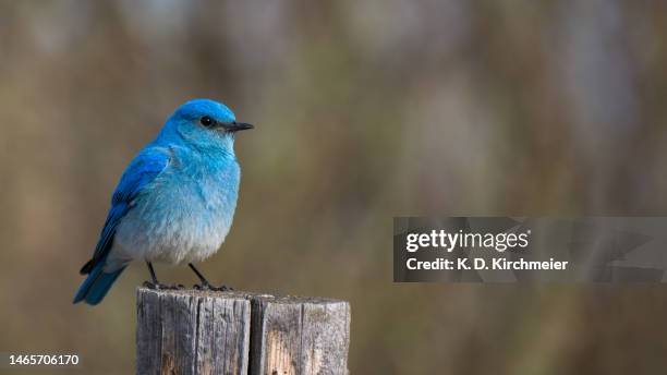 vibrant male mountain bluebird - berghüttensänger stock-fotos und bilder