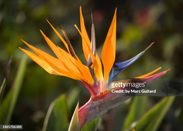 bird of paradise, bermuda - hawaiian heliconia stock pictures, royalty-free photos & images