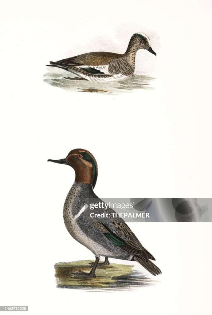 Teal duck lithograph 1844