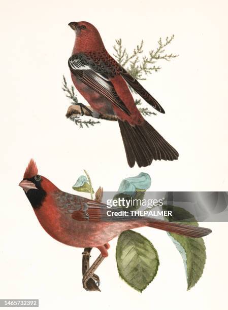 ilustrações de stock, clip art, desenhos animados e ícones de pine bullfinch and cardinal grosbeak lithograph 1844 - fringillidae